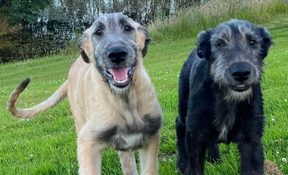 Ashford Castle welcomes two new Irish wolfhound pups