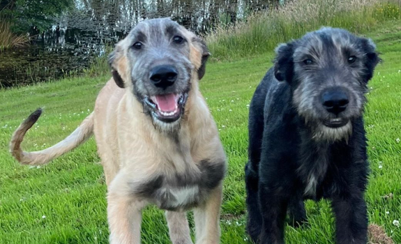 two wolfhound puppies looking at camera