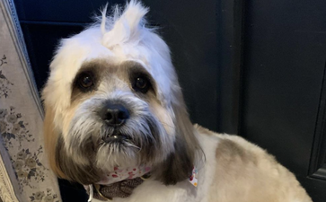 Amy Huberman roasts BOD for collecting the wrong dog from the groomers