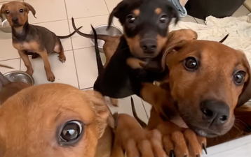 Dogs Trust appeals for foster families as they take in 54 dogs in 3 weeks