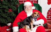 You can now take your dog to visit Santa in Cork