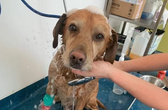 Cork City Fire Brigade shares update for dog rescued from house fire