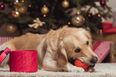 7 Christmas gifts to buy your dog from Irish businesses