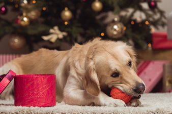 7 Christmas gifts to buy your dog from Irish businesses
