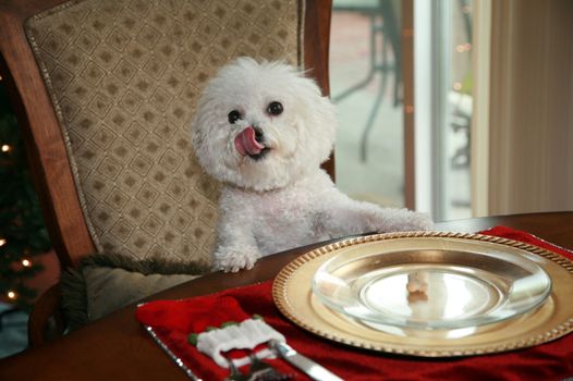 dog safety christmas