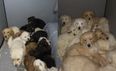 29 puppies have been rescued from illegal trafficking at Belfast Port