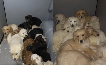 29 puppies have been rescued from illegal trafficking at Belfast Port