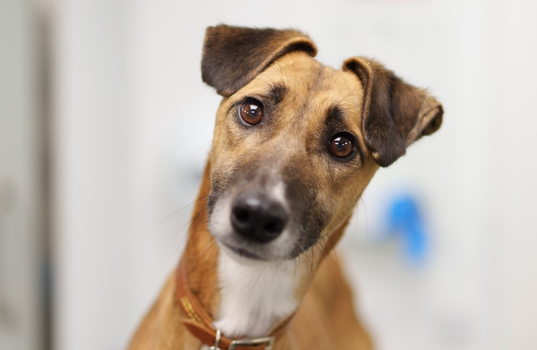 a dog with big brown eyes and its head tilted, looking at camera