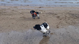 Long-lost dog siblings accidentally reunite on Kerry beach on Christmas Day