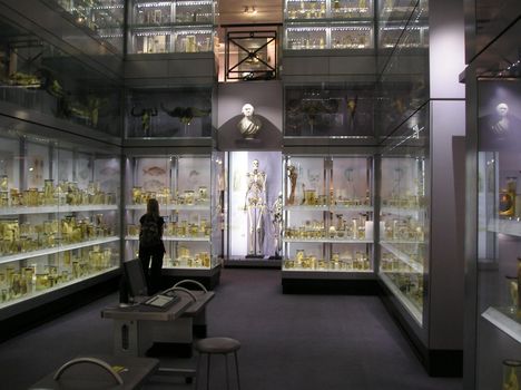 museum with skeleton of the 'Irish Giant' on display
