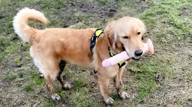 dog sex toy