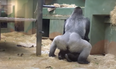 ‘I’ve seen too much’ – onlookers shocked as gorillas start mating in front of kids at zoo