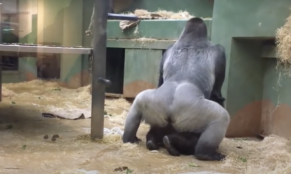 two gorillas mating in zoo enclosure