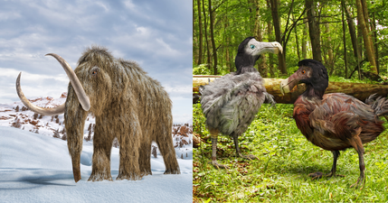 US company given $225m to bring extinct animals back to life