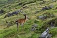 Over 55,000 deer were killed in Ireland last year alone