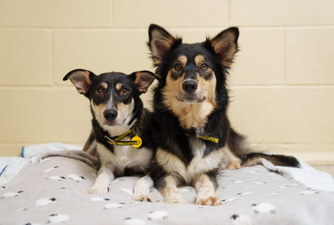 Dogs Trust report 394 dog surrender requests since Christmas Day