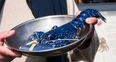 Rare blue lobster deemed ‘one in two million’ caught in Belfast Lough