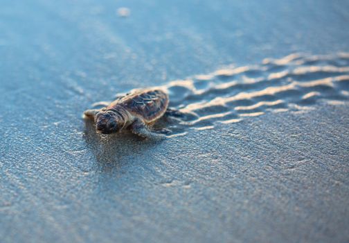 a loggerhead turtle on a sandy beach