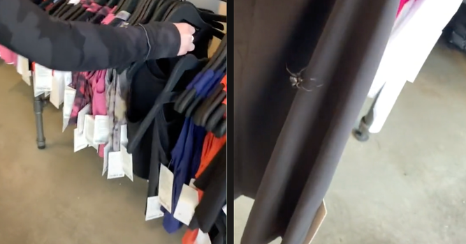 clothes rack spiders