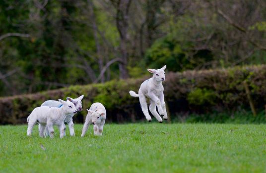 ‘Once in a blue moon’ quadruplet lambs welcomed by Roscommon farmer
