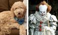 Dog owner raging after fluffy pup comes back from groomer ‘looking like Pennywise’