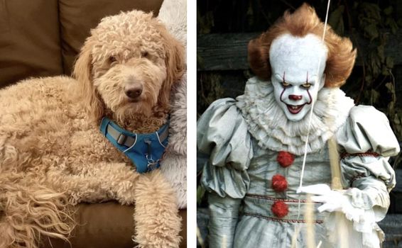 Dog groomer Pennywise
