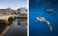 ‘A rare sight’ – Cork photographer spots dolphins swimming in River Lee
