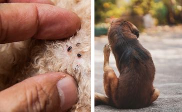 Rentokil issue warning as flea infestations likely in coming months