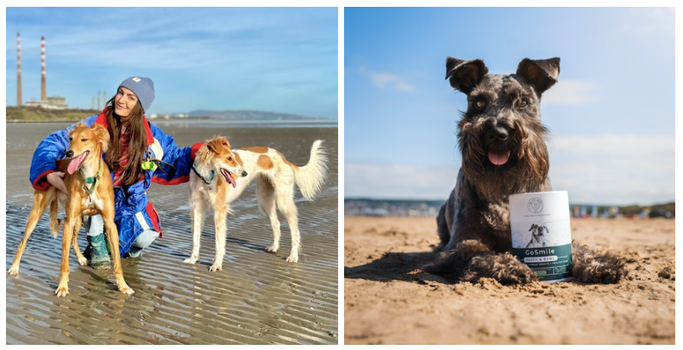 Sustainable Dog Ownership