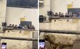 Hen party invades cattle mart in County Leitrim