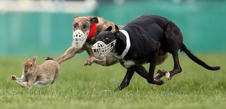 Bill to ban hare coursing in Ireland brought before the Dáil