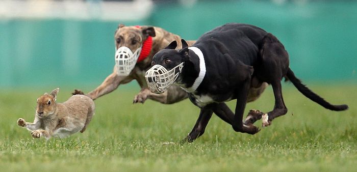 hare coursing ireland