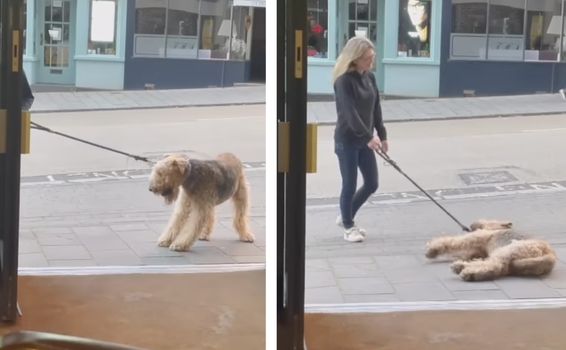 dog won't walk past pub without going in