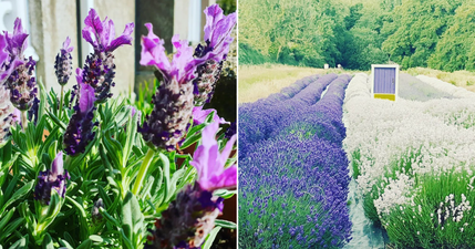 You have to check out Ireland’s largest lavender field before it closes for winter