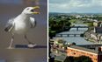 ‘It’s getting worse’ – Drogheda calls public meeting to address seagull problem
