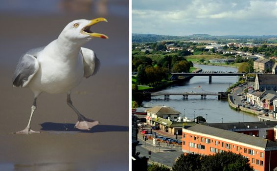 Seagull issue Irish town
