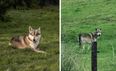 ‘Wolfdog’ still on the loose in Cork after escaping from open farm