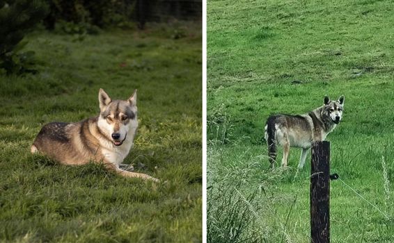 wolfdog escaped Cork