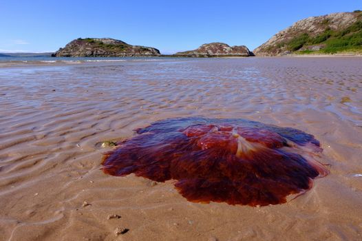 Lion's Mane jellyfish Cork