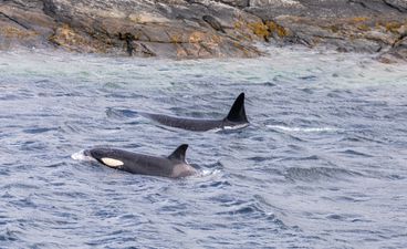 ‘A fantastic treat’ – Rare sighting of killer whale off the coast of Dingle