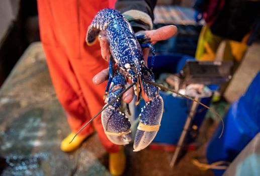 rare blue lobster second