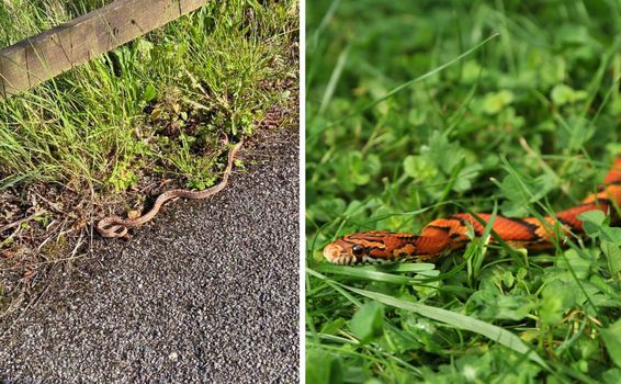snake spotted in cork