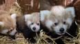 Fota Wildlife Park welcomes the birth of three critically endangered red panda cubs
