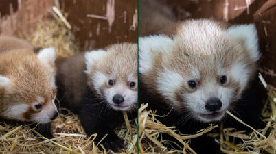 Fota Wildlife Park welcomes the birth of three critically endangered red panda cubs
