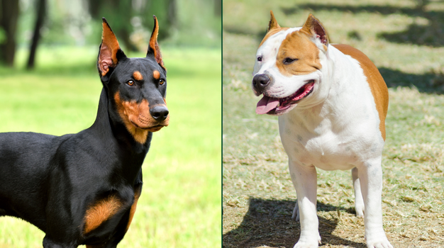 dogs cropped ears restrictions