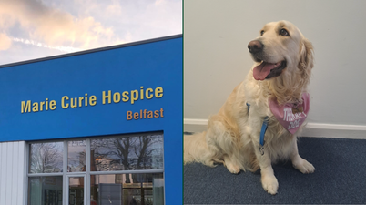 Belfast hospice have hired a therapy dog to bring comfort to patients