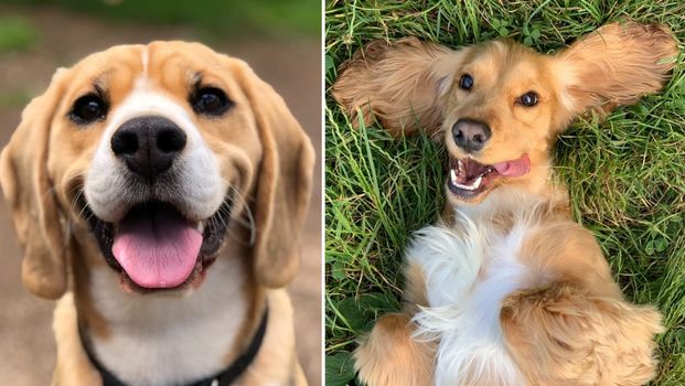 WIN a year’s supply of dog food plus an overnight stay in a pet-friendly hotel