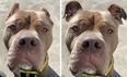 Animal shelter uses AI to show how dog would look if her ears weren’t cropped