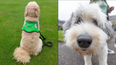 UCC have welcomed therapy dogs to their campus