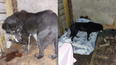 19-year-old labrador in urgent need of ‘an end of life home’